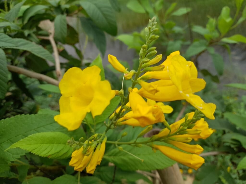 flower